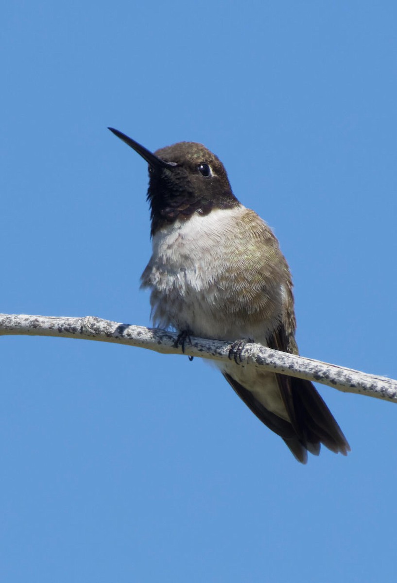 Black-chinned Hummingbird - ML618839334