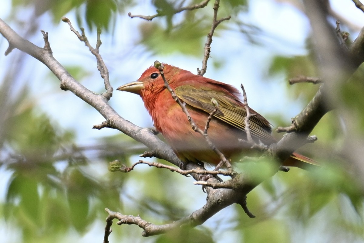 Summer Tanager - Michele Carnerie