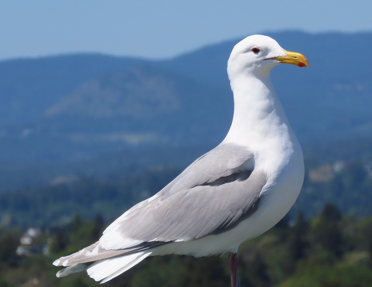 Glaucous-winged Gull - Martha Keller