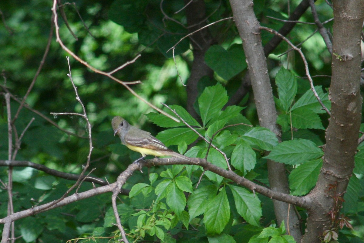 Great Crested Flycatcher - ML618839376