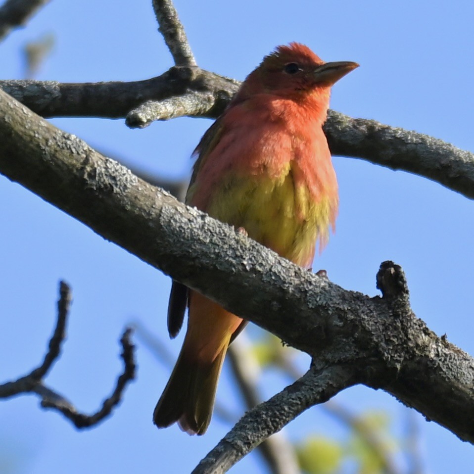 Summer Tanager - Michele Carnerie