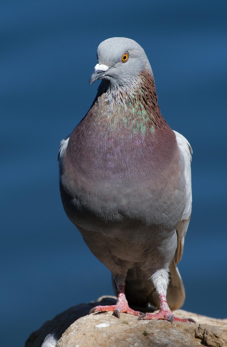Rock Pigeon (Feral Pigeon) - Leslie Holzmann