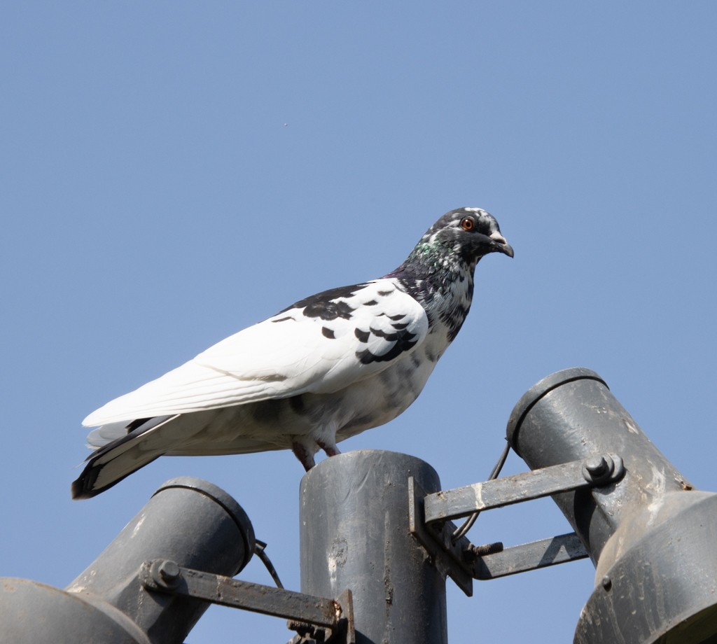 Rock Pigeon (Feral Pigeon) - ML618839475