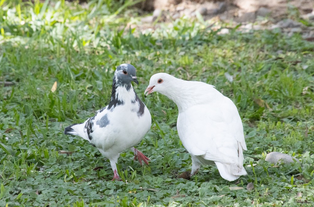 Rock Pigeon (Feral Pigeon) - ML618839482