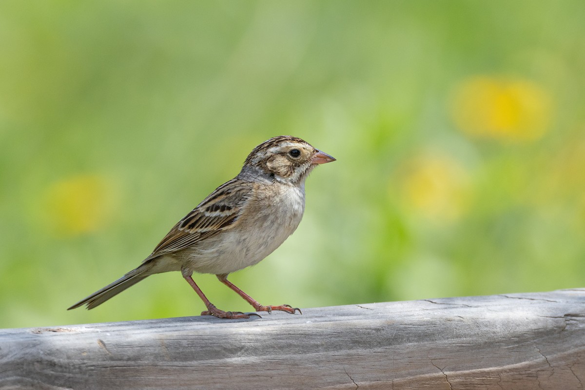 Clay-colored Sparrow - ML618839539