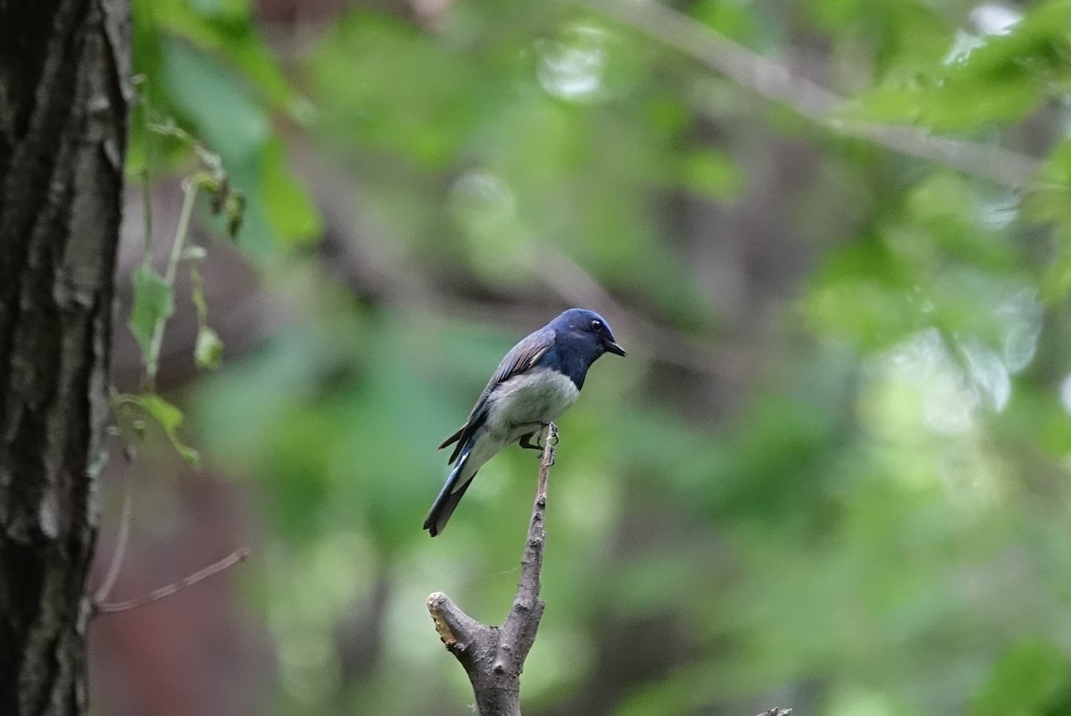 Blue-and-white Flycatcher - Unkyung Jeon