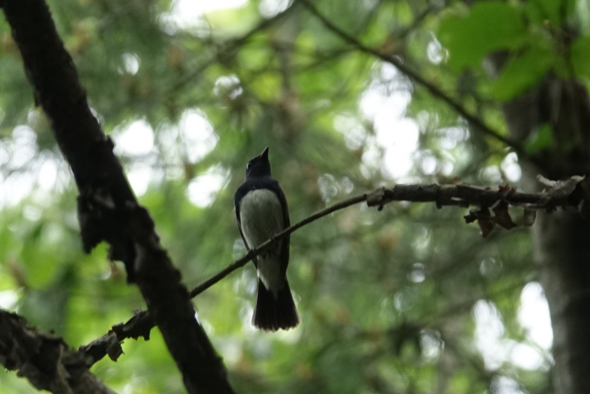 Blue-and-white Flycatcher - ML618839587