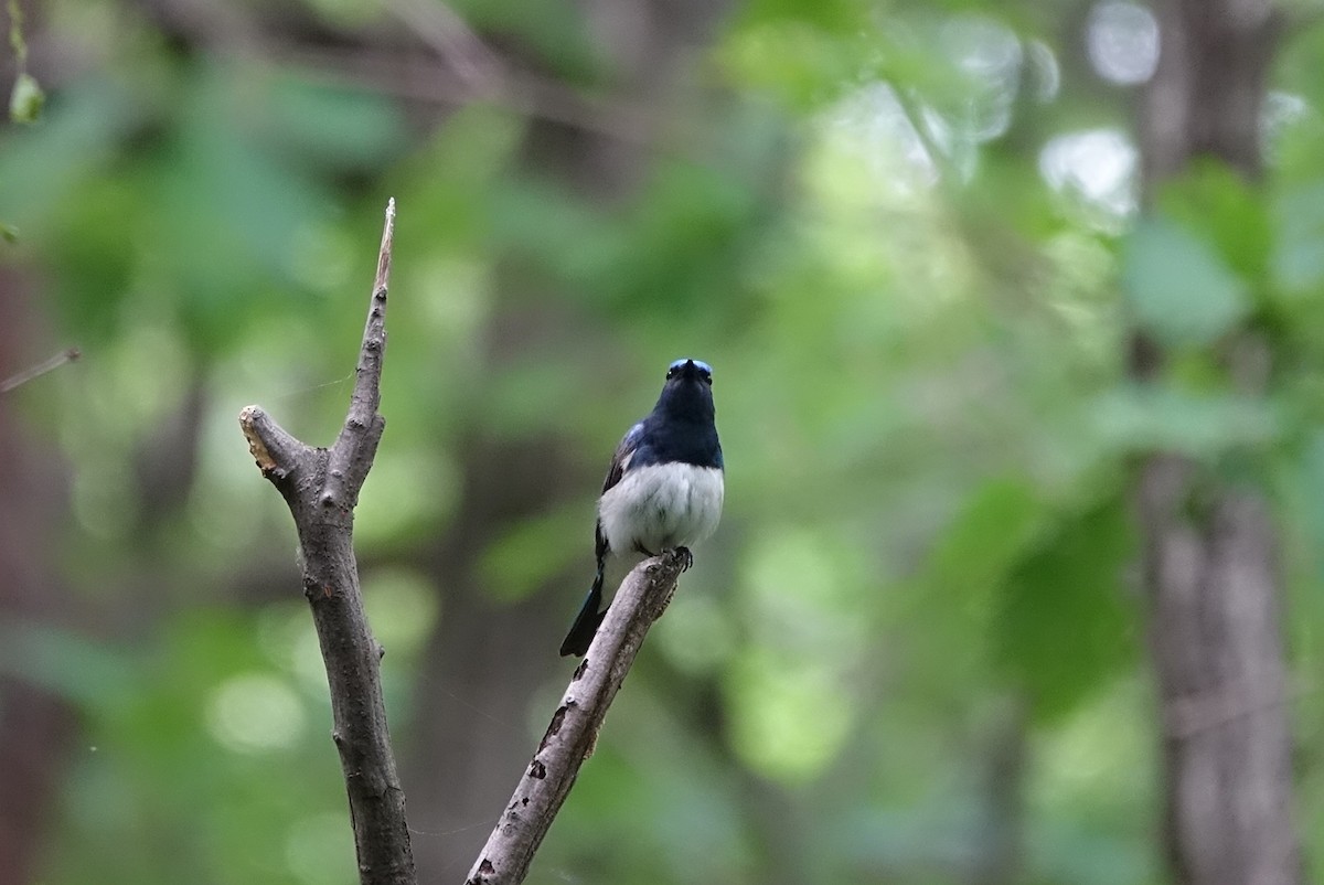 Blue-and-white Flycatcher - Unkyung Jeon
