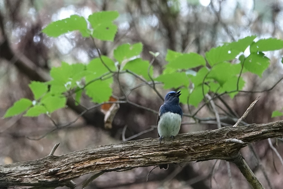 Blue-and-white Flycatcher - ML618839589