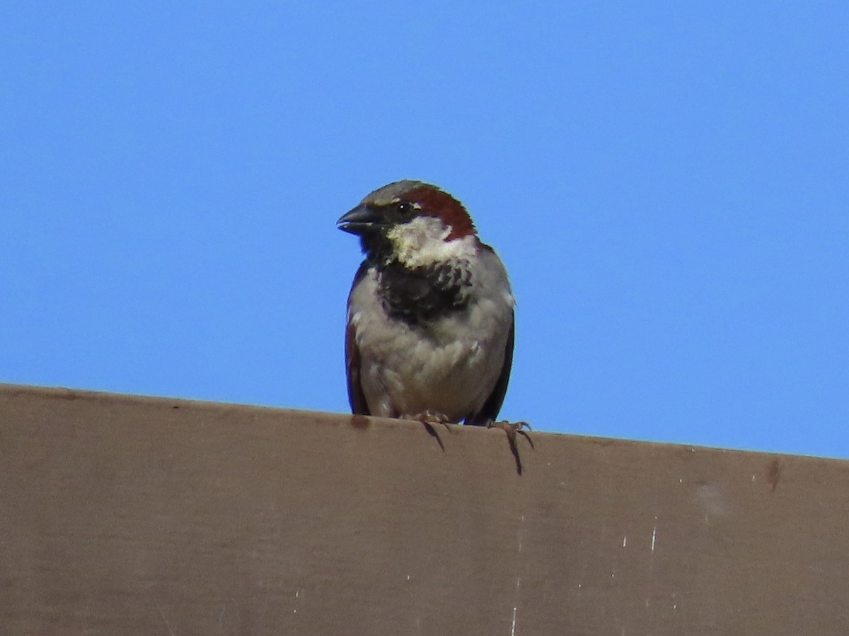 House Sparrow - Alane Gray