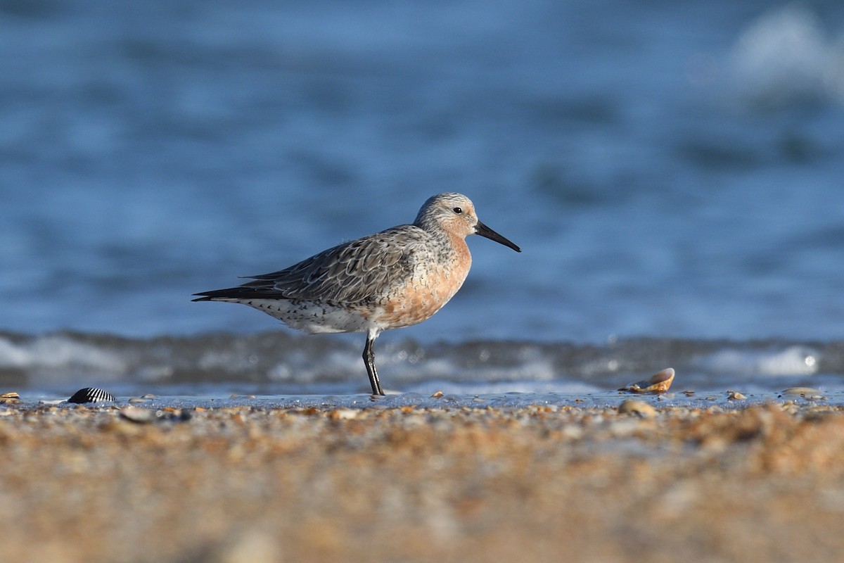 Red Knot - Shane Carroll