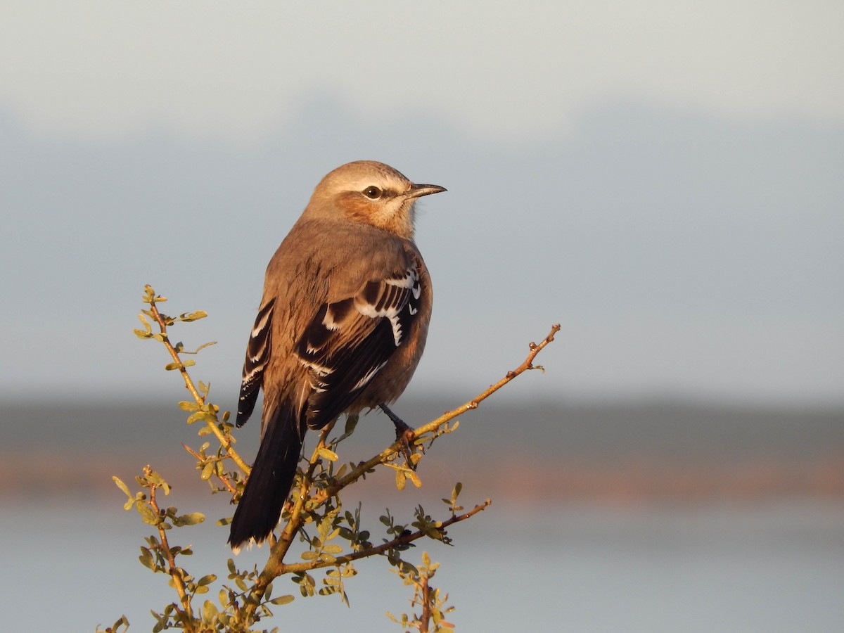 Patagonian Mockingbird - ML618839686
