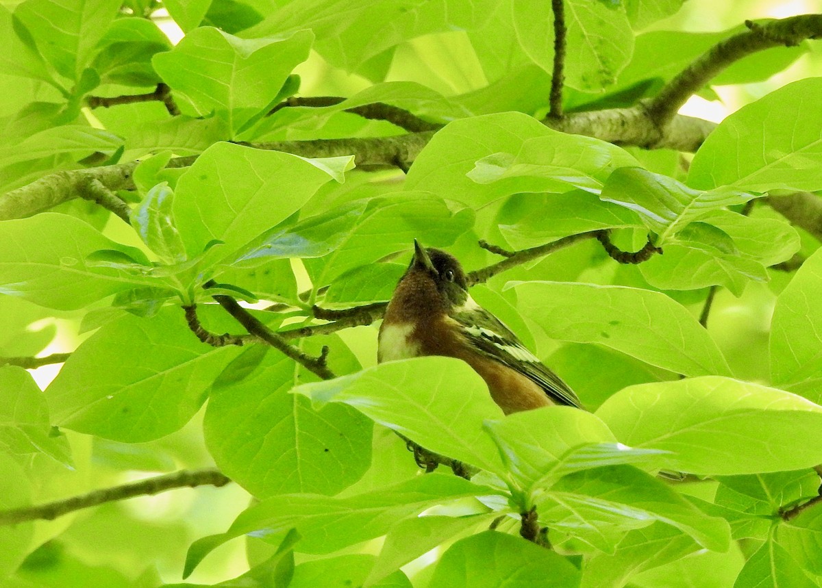 Bay-breasted Warbler - Victoria  Sindlinger