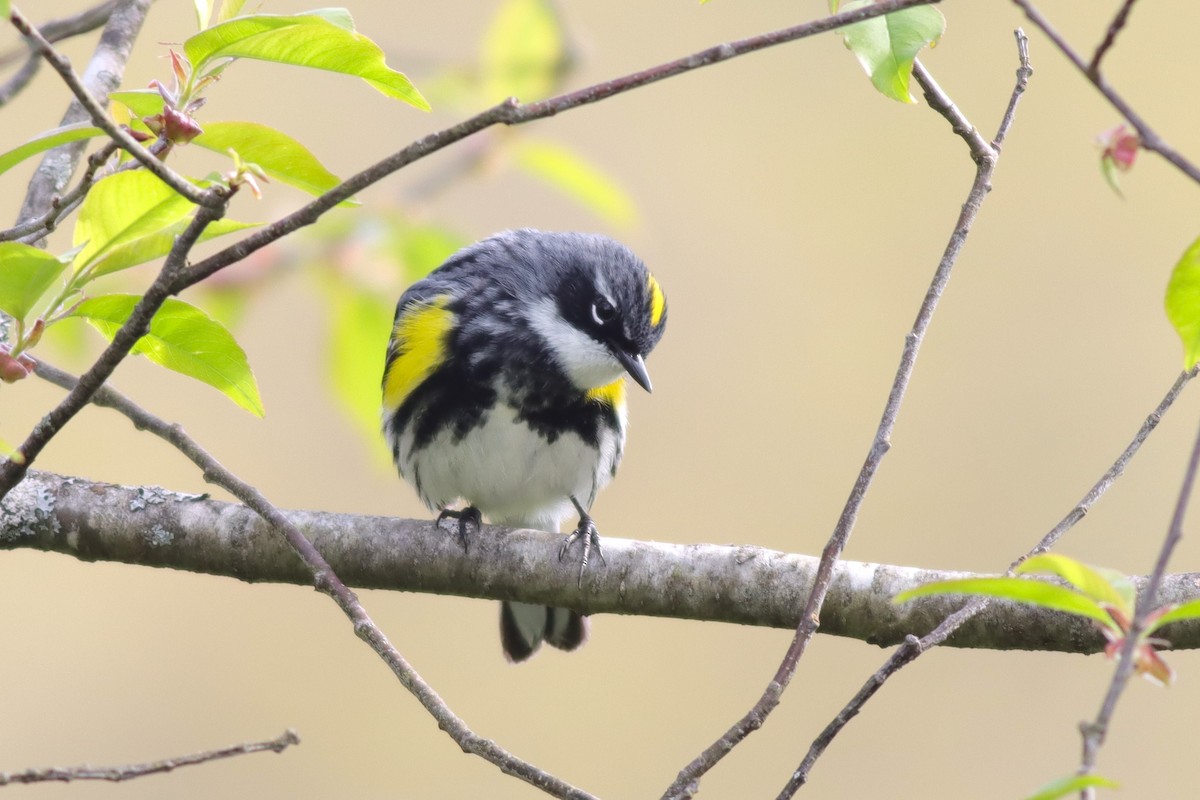 Yellow-rumped Warbler (Myrtle) - ML618839704