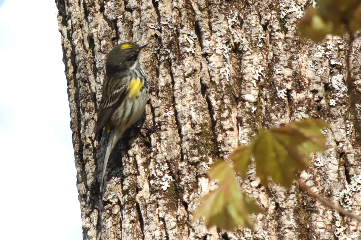 Yellow-rumped Warbler (Myrtle) - ML618839709