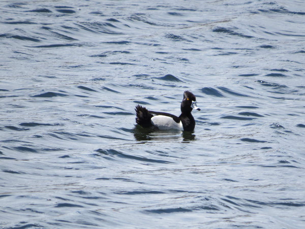 Ring-necked Duck - ML618839732
