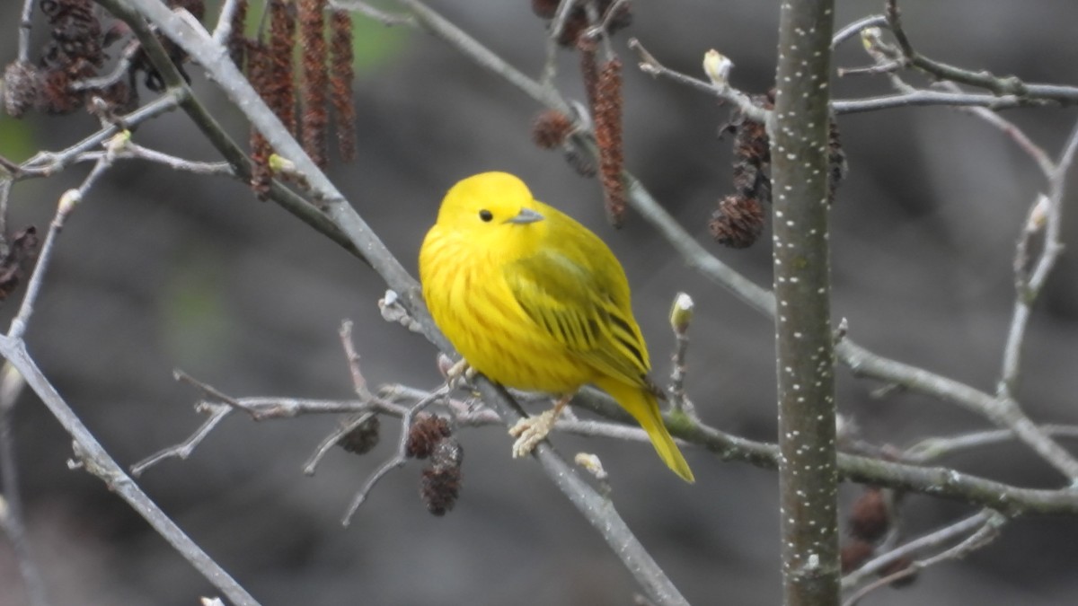 Yellow Warbler - Denis Provencher COHL