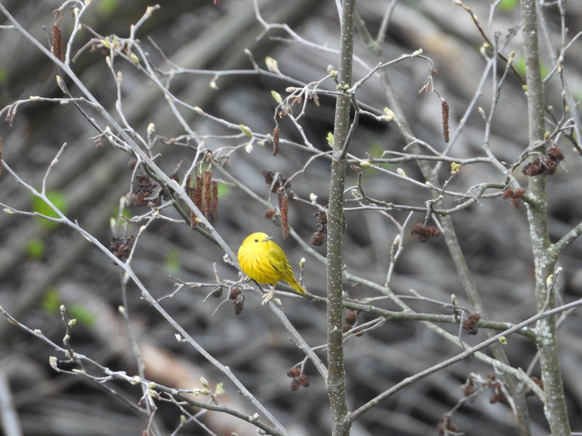 Yellow Warbler - ML618839788