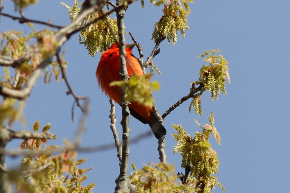 Scarlet Tanager - ML618839818