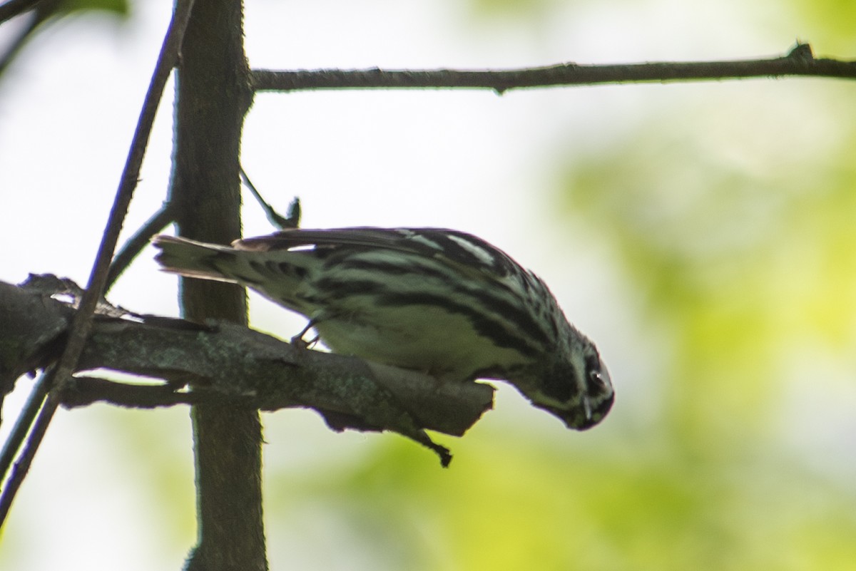 Black-and-white Warbler - ML618839825