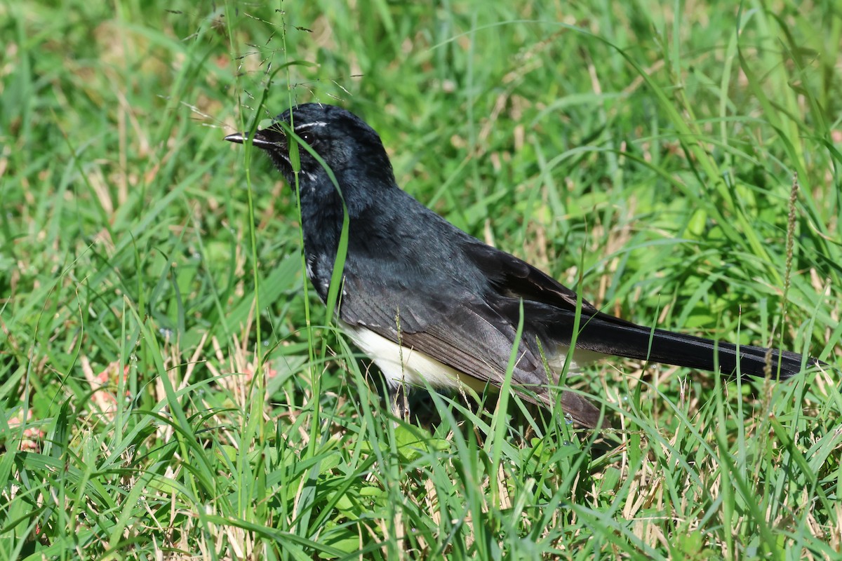 Willie-wagtail - ML618839839