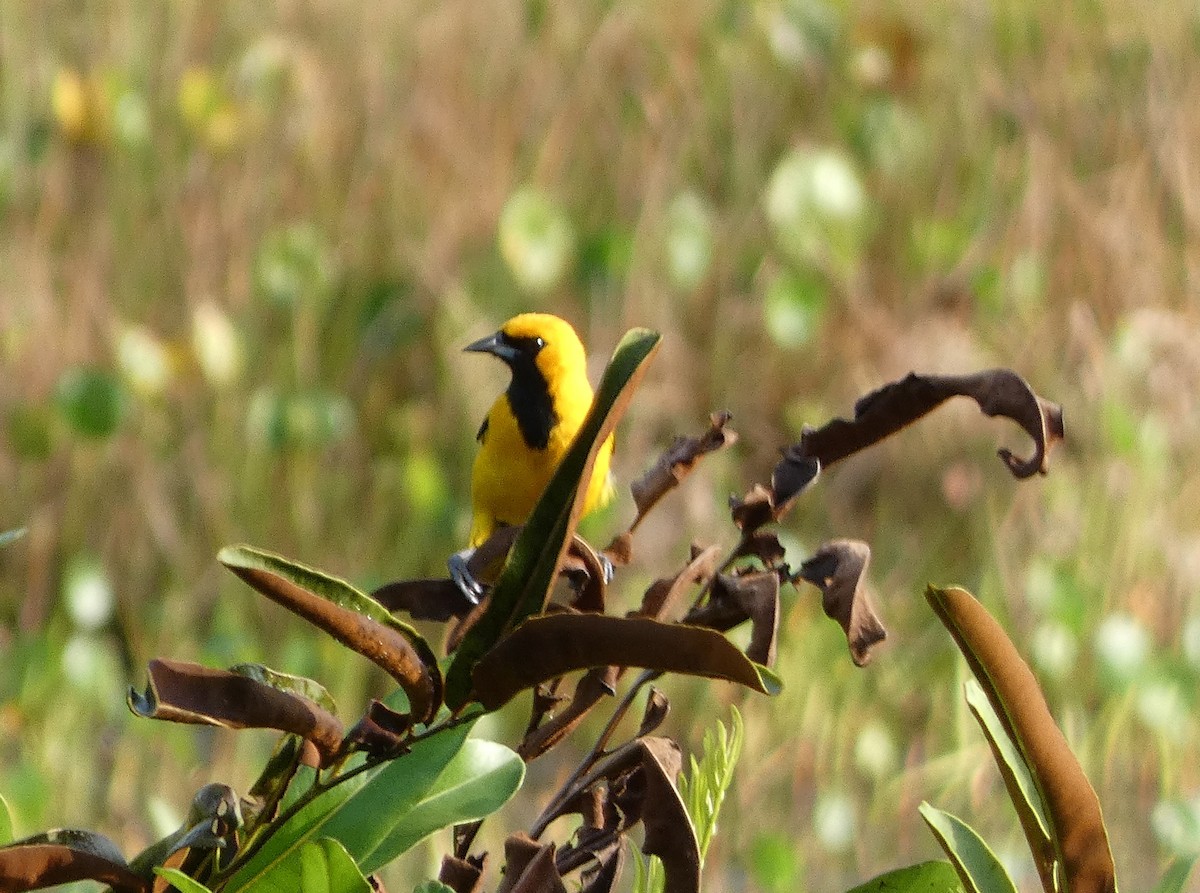 Yellow-tailed Oriole - ML618839862
