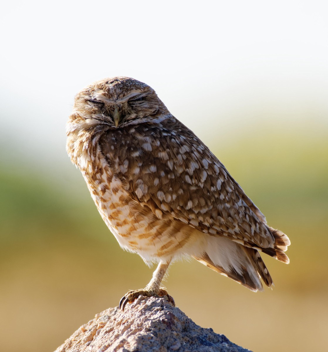 Burrowing Owl - Leslie Holzmann