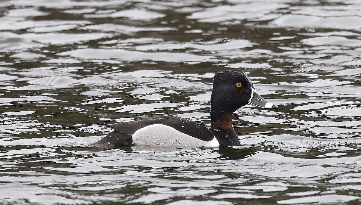 Ring-necked Duck - Charles Fitzpatrick