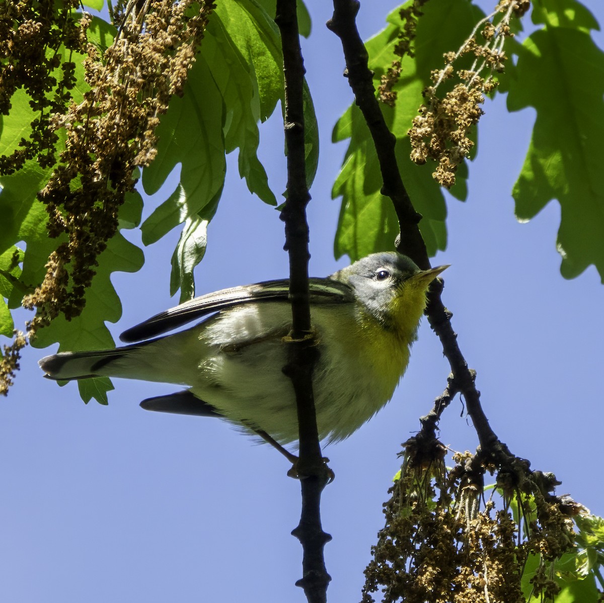 Northern Parula - Anonymous