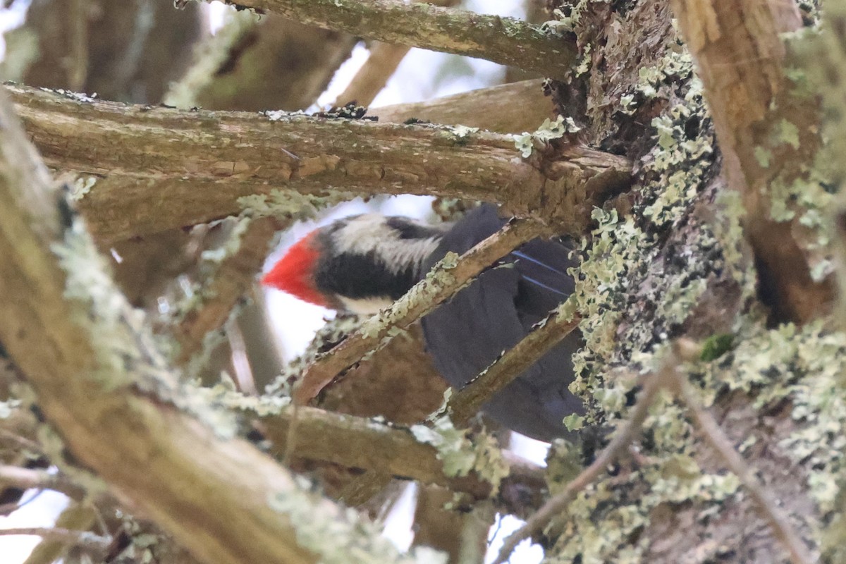 Pileated Woodpecker - Mark Miller