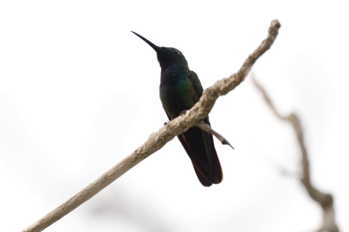 kolibřík lesklý - ML618839936
