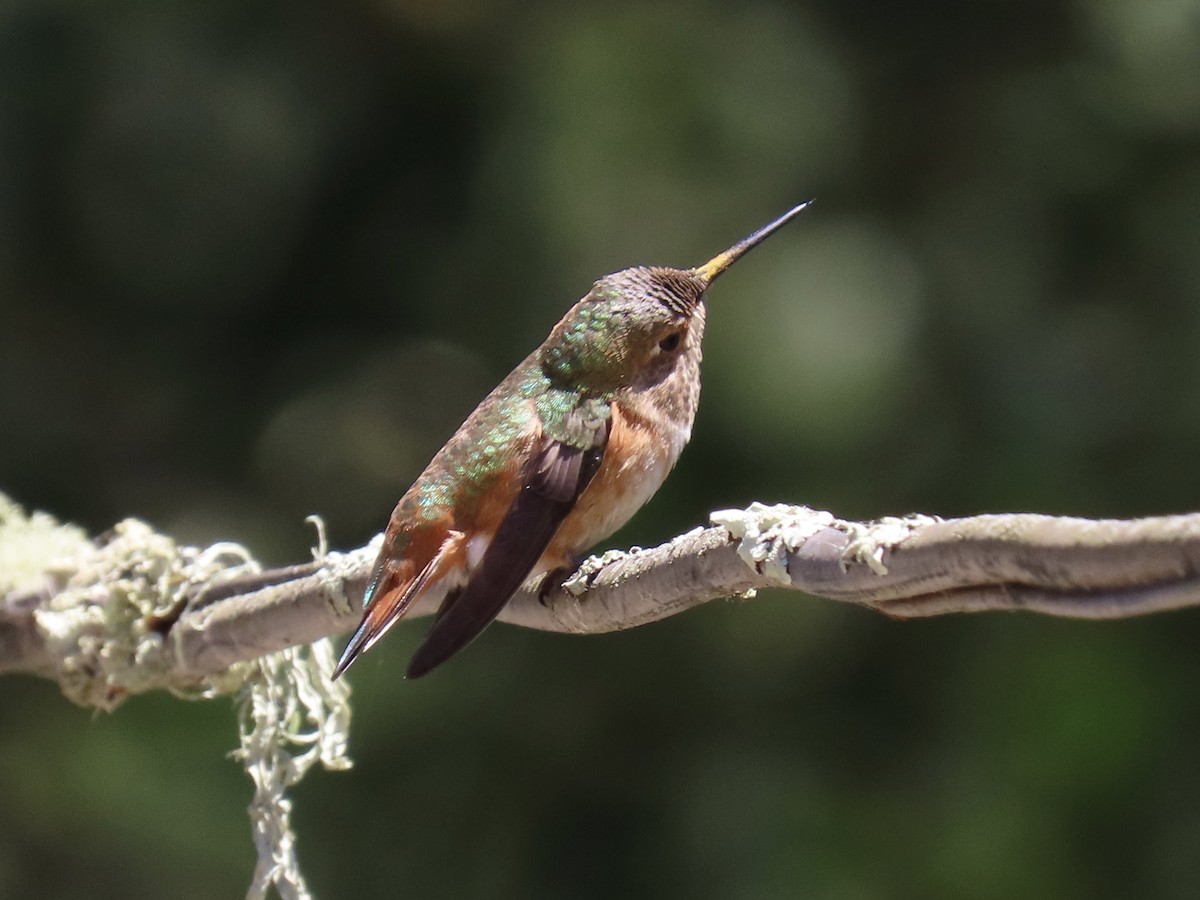 Allen's Hummingbird - ML618839940