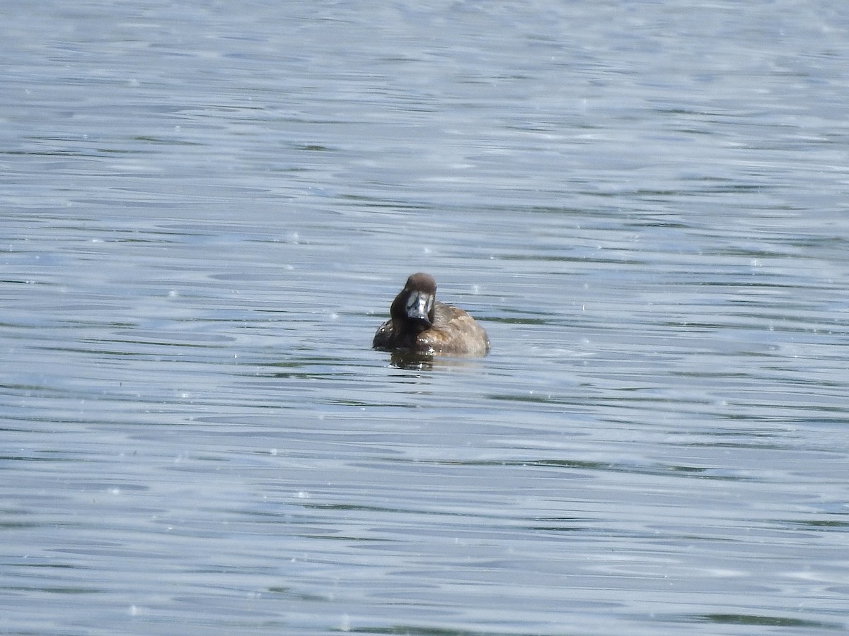 Greater/Lesser Scaup - ML618839954