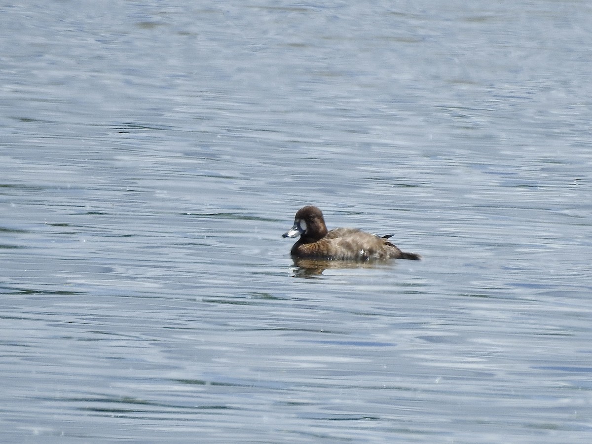 Greater/Lesser Scaup - ML618839956