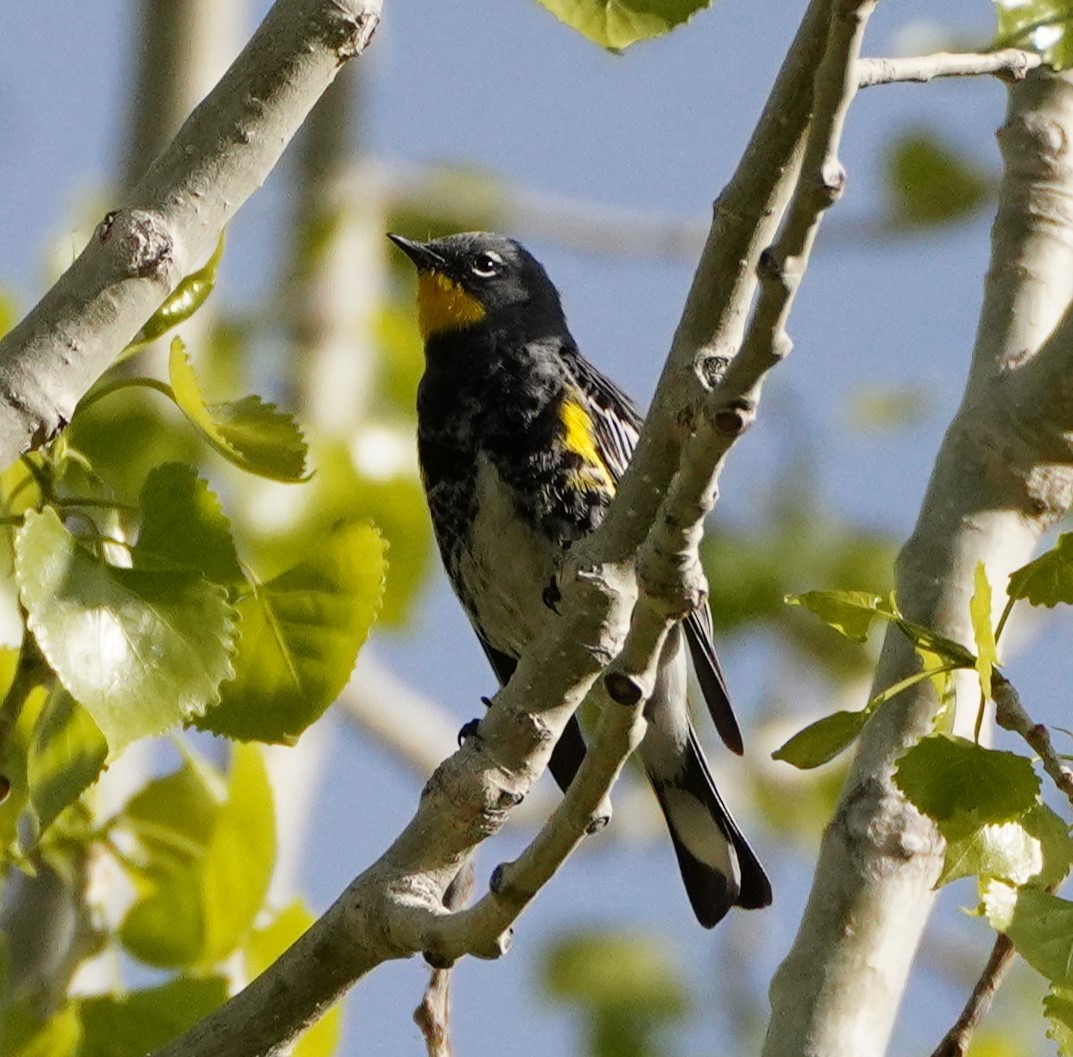 Yellow-rumped Warbler (Audubon's) - ML618839967