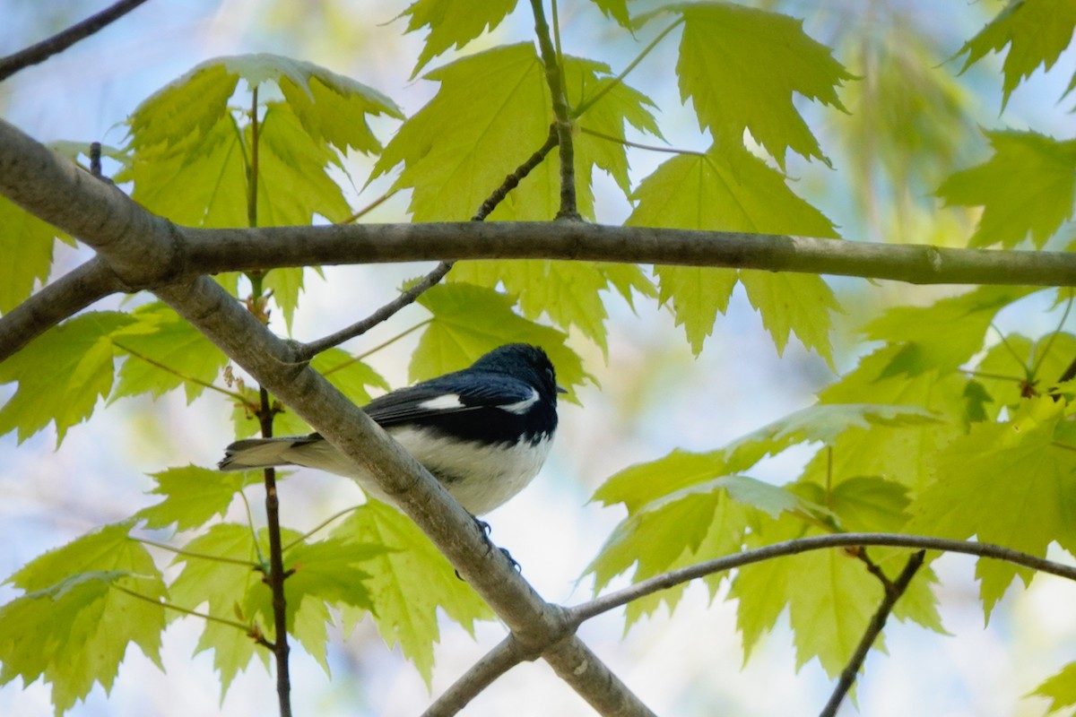 Black-throated Blue Warbler - Louise Courtemanche 🦅