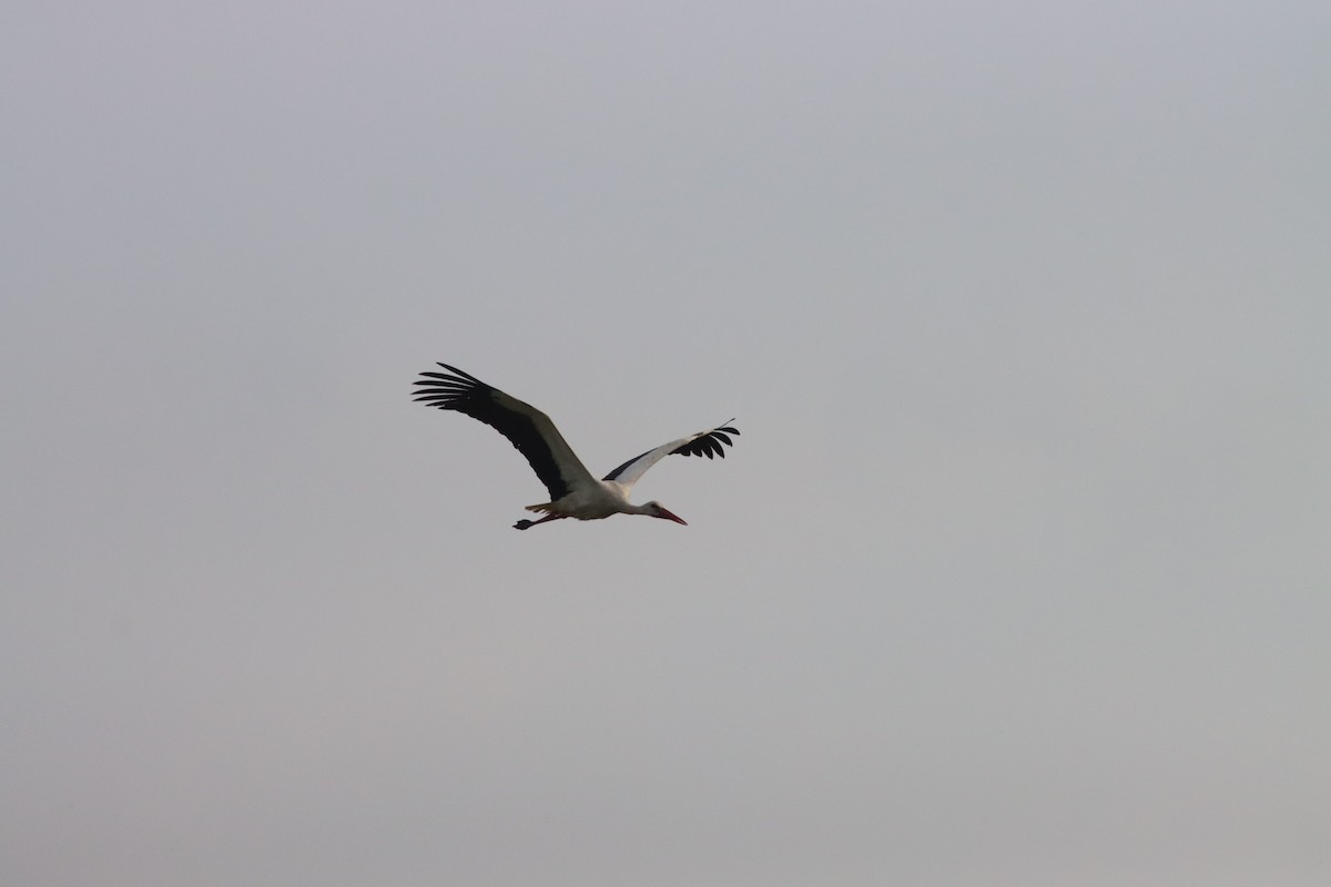 White Stork - ML618840131