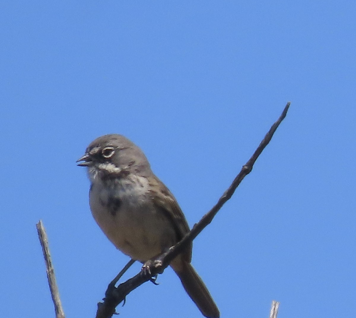 Bell's Sparrow - ML618840132