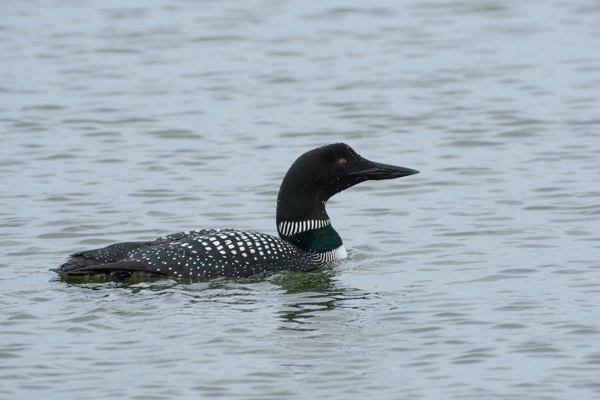Common Loon - Jeremiah Fisher