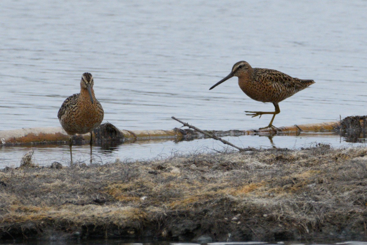 Short-billed Dowitcher - Jeremiah Fisher