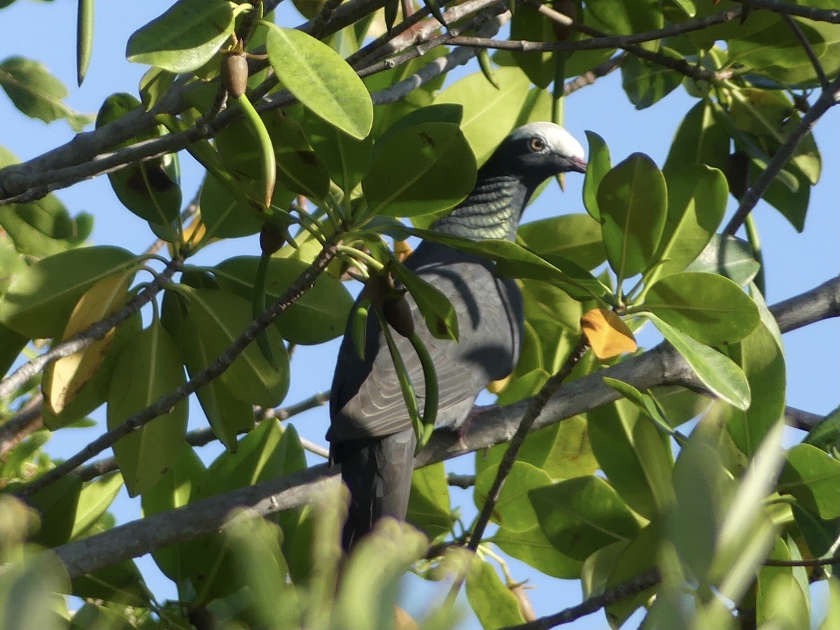 White-crowned Pigeon - ML618840223