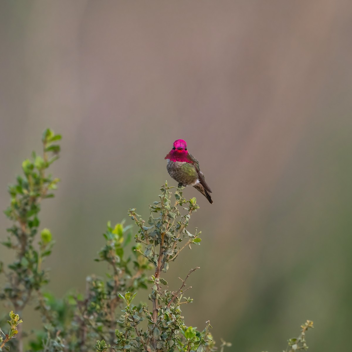 Anna's Hummingbird - ML618840229
