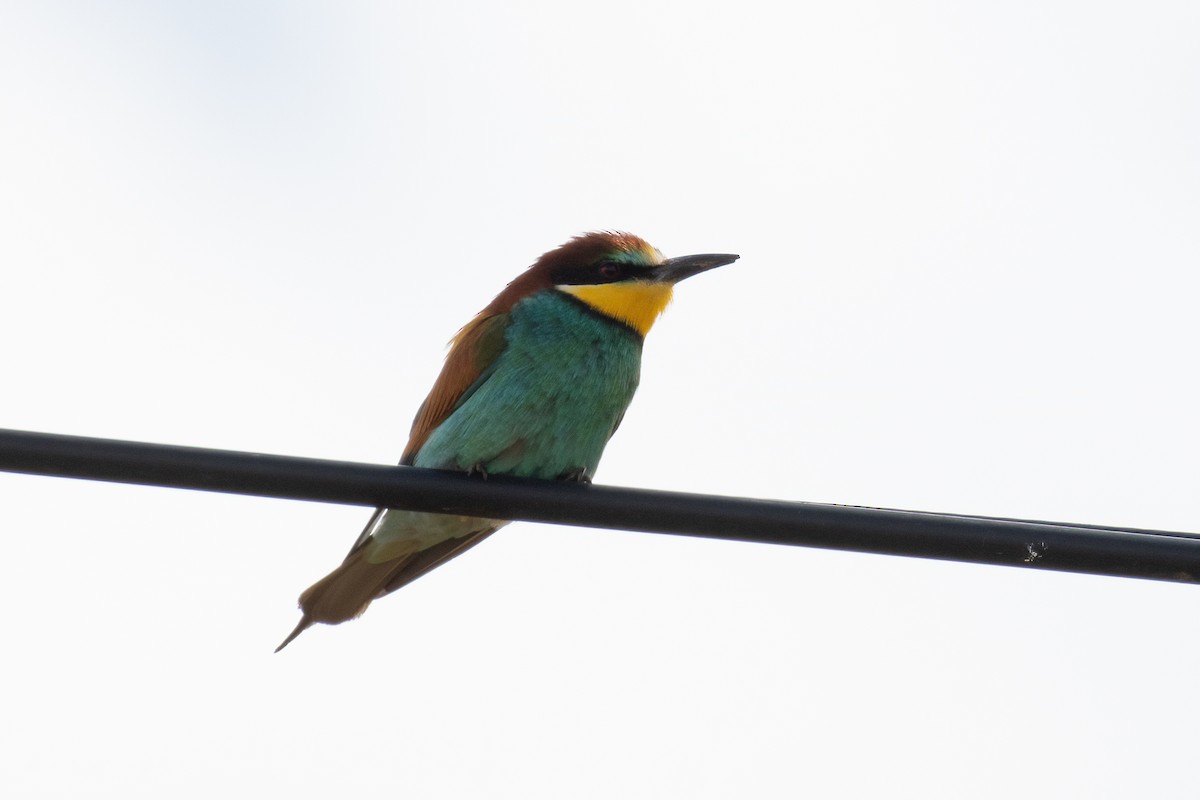 European Bee-eater - ML618840231