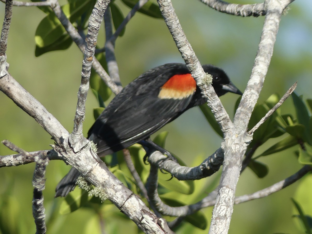 Red-winged Blackbird (Red-winged) - Eric Plage