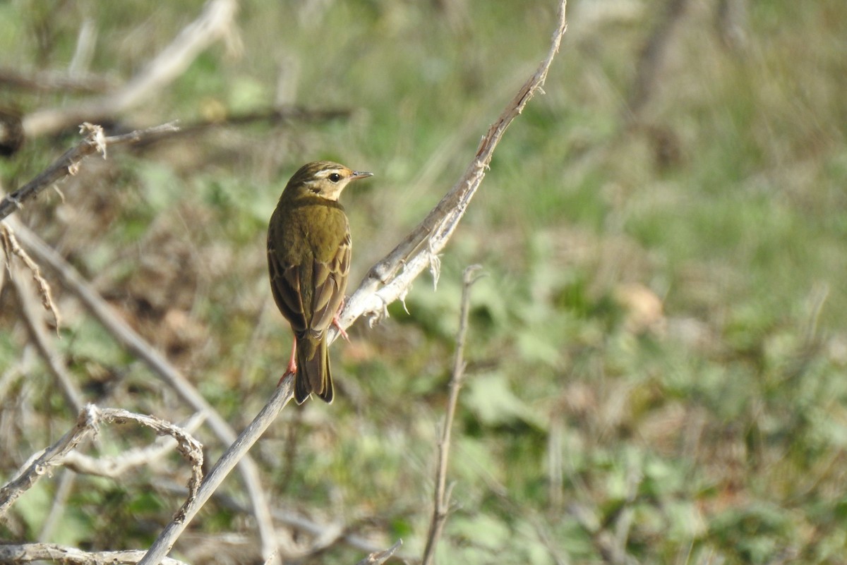 Olive-backed Pipit - ML618840277
