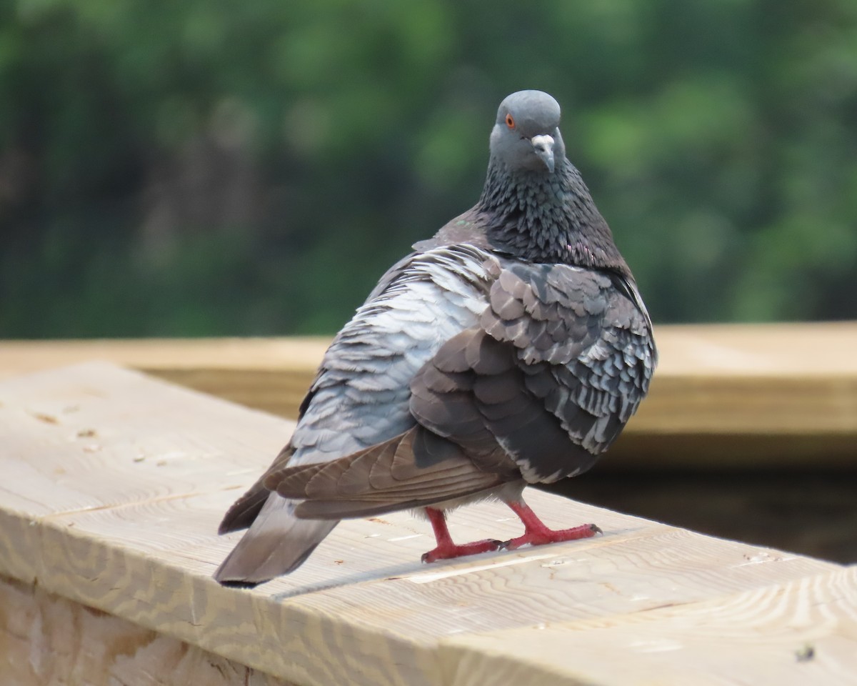 Rock Pigeon (Feral Pigeon) - ML618840284
