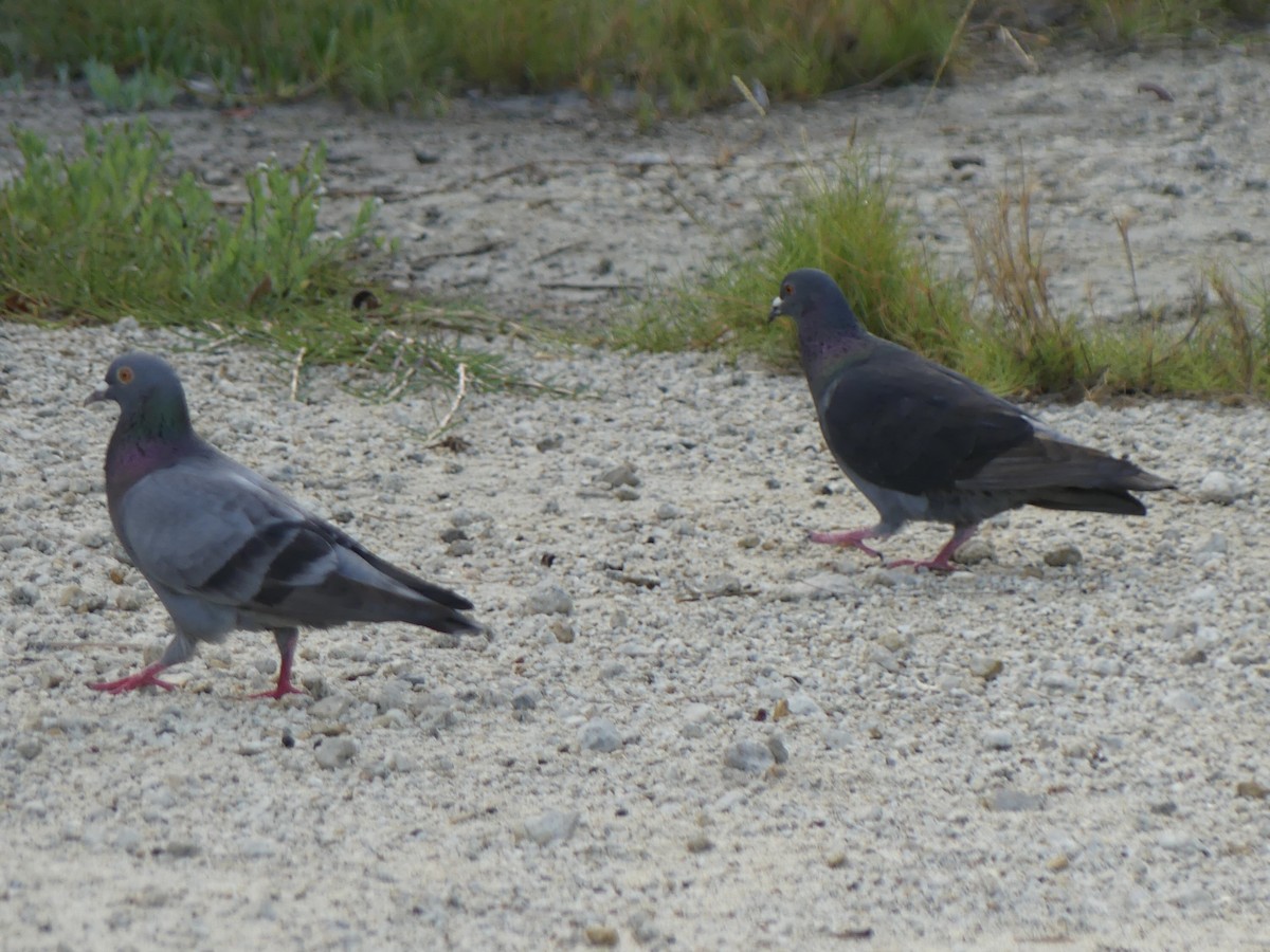 Rock Pigeon (Feral Pigeon) - ML618840298