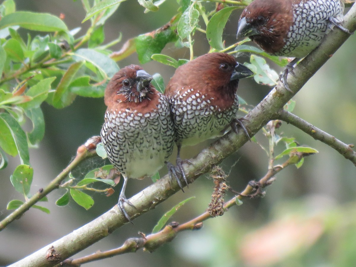 Scaly-breasted Munia - Gary Dial