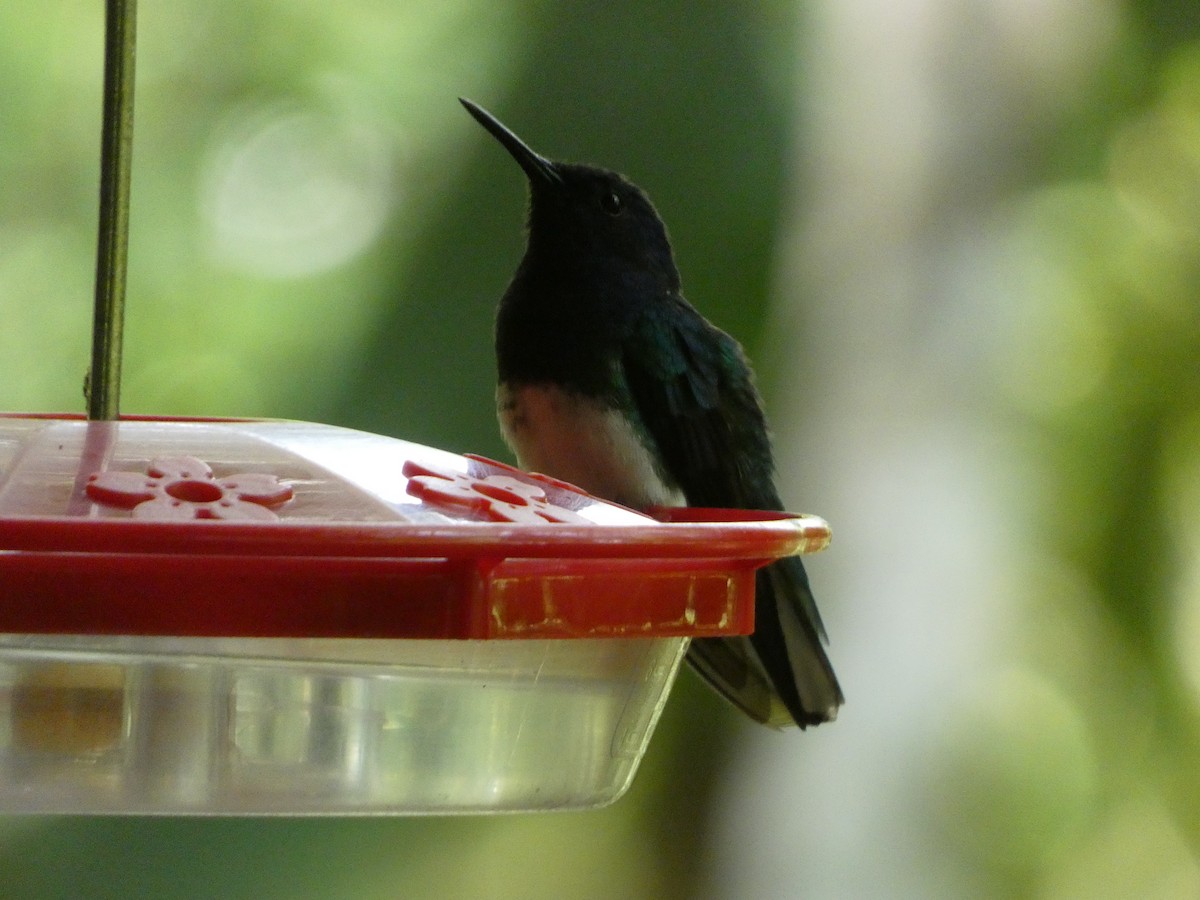 kolibřík bělokrký - ML618840306