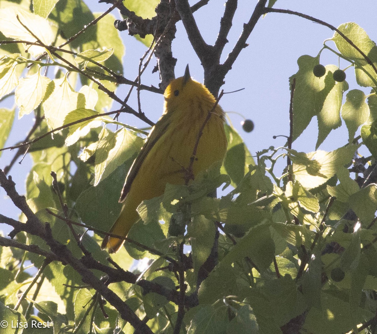 Yellow Warbler - Lisa Rest